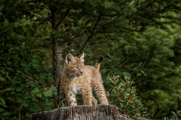 Naklejka na ściany i meble Juvenile Canada Lynx.