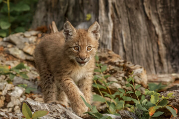 Juvenile Canada Lynx.