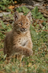 Naklejka na ściany i meble Juvenile Canada Lynx.