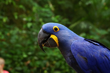 blue and yellow macaw