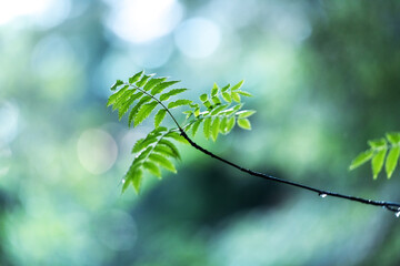 Closeup nature view of green leafs on spring twigs on blurred background in forest. Copyspace make using as natural green plants and ecology backdrop