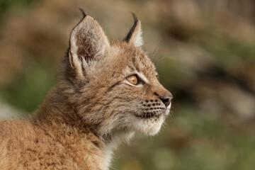 Juvenile Canada Lynx.