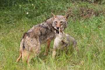 Naklejka na ściany i meble Adult female coyote with juvenile.