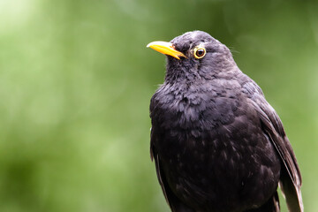 Blackbird male bird details observing. Black blackbird songbird sitting looking with out of focus green bokeh background. Bird profile portrait wildlife scene.