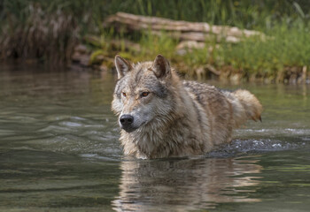 Timber Wolf running through small stream.