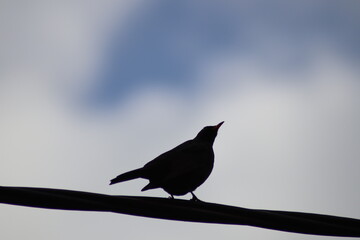 blackbird on a branch