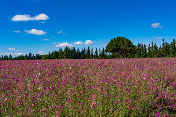 A field of Elegant Clarkia flowers near Silverton, Oregon