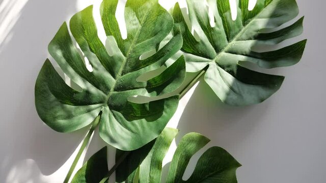 monstera tropical leaf rotates against a white background with sunny shadows. Stop motion video. Rotten decorative plants. 4K