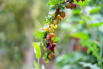 Fresh ripe gooseberries berries in garden