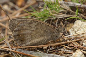 Closeup of the Tree Grayling butterfly, Hipparchia statilinus in Southern France