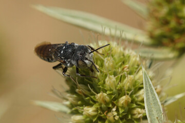 A cuckook bee, Coelioxys argentea , sipping nectar on an Eryngium campestre
