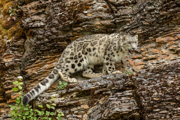 Naklejka na ściany i meble Snow Leopard, threatened species, native to central and south Asia.