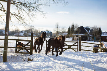 Zwei Friesen Pferde rennen aus dem Stahl, aus der Forte zum Austritt in den schnee