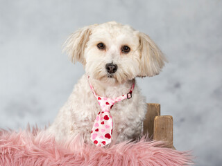 Havanese dog portrait. Image taken in a studio with light background. Cute puppy dog portrait with copy space.