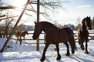 Zwei Friesen Pferde  und Pony's laufen zum Austritt auf dem Feld in den Schnee