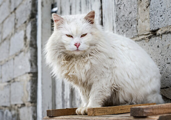 The white cat, one of many cats, that was left to live alone in a summer house in the winter.