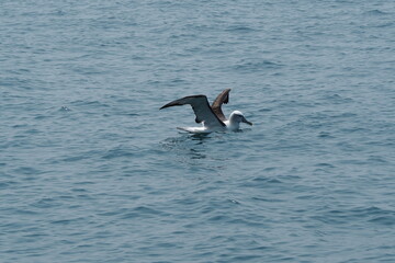 two dolphins jumping