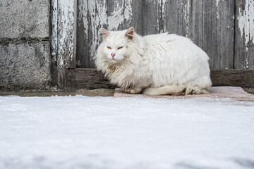 The cat, one of many cats, that was left to live alone in a summer house in the winter