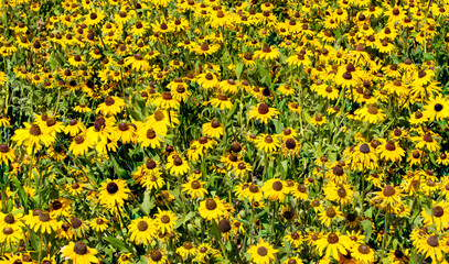 A field of Black Eyed susan flowers near Silverton, Oregon