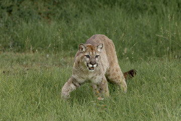 Mountain Lion, Puma.