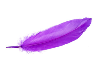 Elegant magenta purple feather isolated on the white background