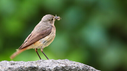 Common nightingale or simply nightingale (Luscinia megarhynchos) songbird perched eating insect on stone rock with out of focus brown bokeh negative space background. Bird portrait wildlife scene.
