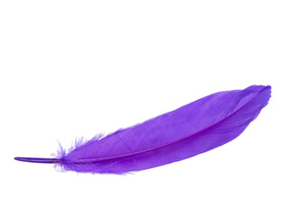 Elegant magenta purple feather isolated on the white background
