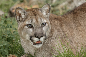 Naklejka premium Mountain Lion, Puma.