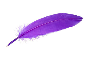 Elegant magenta purple feather isolated on the white background