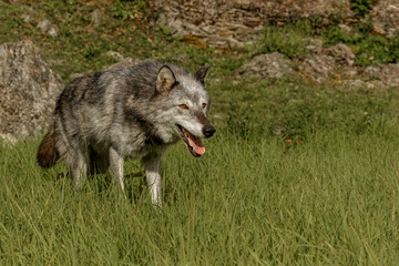 Fototapeta premium Timber Wolf.