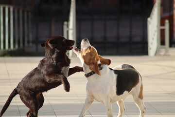 two dogs playing