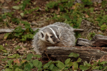 Fototapeta premium American Badger.