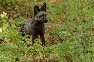 Silver Fox, a melanism form of the red fox.