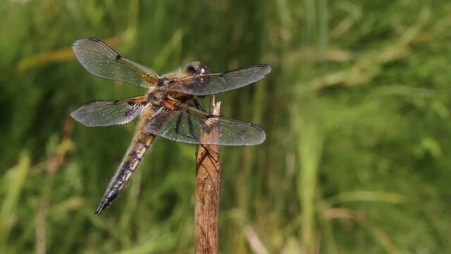 A pretty Four-spotted Chaser Dragonfly, Libellula quadrimaculata, flying on and off a plant stem hunting for insects to eat.	