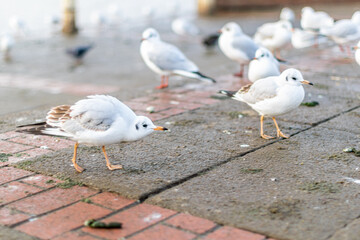Group of black headed gulls in winter plumage walking on the pavement in the city, a lot of water birds by the lake in a park, many seagulls looking for food from humans