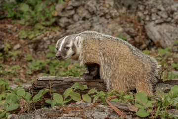 American Badger.