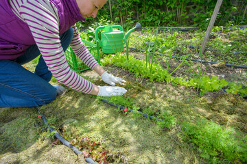 gardener mulching flower bed with pine tree bark mulch