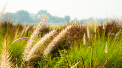 Fototapeta premium Roadside grass flowers in the field, morning atmosphere, morning sunshine