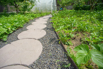 Strawberry plant. Blossoming of strawberry. Wild stawberry bushes. Strawberries in growth at garden.