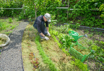 gardener mulching flower bed with pine tree bark mulch