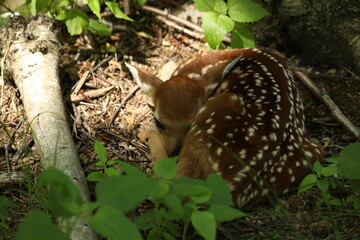 Baby Deer Sleeping