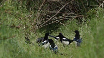 A Crow and Magpies are feeding on the foxes food at the entrance to the den, when a cute wild fox cub, Vulpes vulpes, runs out and continues eating the food bought in by the vixen for the cubs.