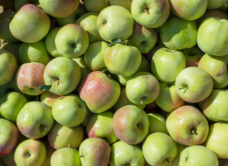 Apples in a box Outdoor. Sunny Background. Autumn Garden