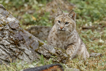 Bobcat.