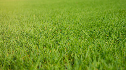 The lawn was shining in the orange morning sun. Fresh green grass