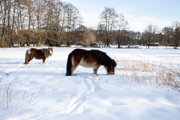Zwei Pony's stehen  auf dem Schnee auf dem Feld