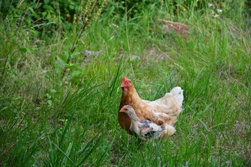Portrait einer Henne mit Jungtier Küken laufen im grünen Gras