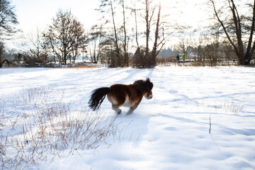 Ein Pony tobt im Schnee auf dem Feld , freut sich seiner Freiheit