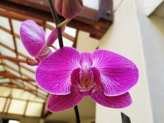 Orchid 