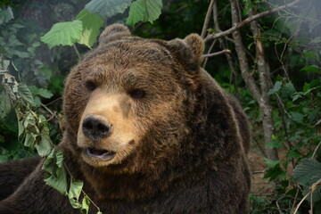 Portrait eines Braunbär im Bärenrefugium in Kuterevo Kroatien